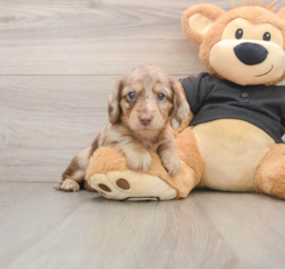 6 week old Dachshund Puppy For Sale - Premier Pups