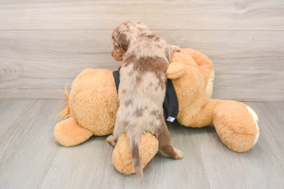 Cute Doxie Purebred Puppy