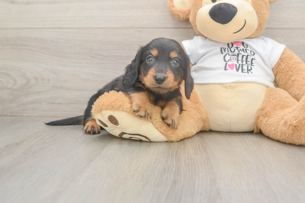 Dachshund Pup Being Cute