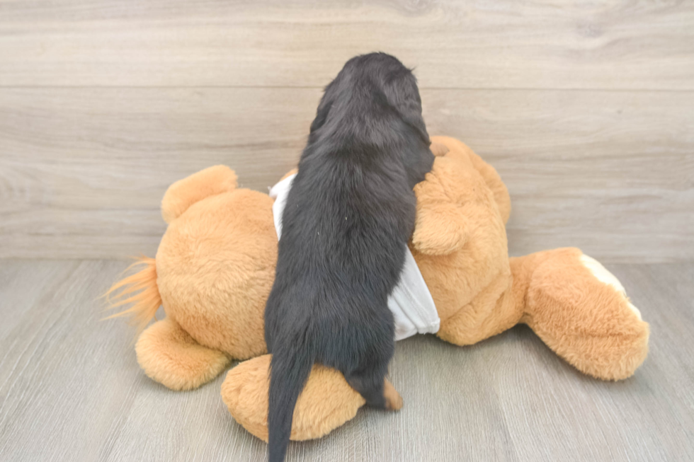 Dachshund Puppy for Adoption