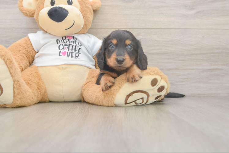Cute Dachshund Purebred Pup