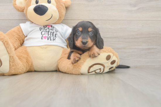 Cute Dachshund Purebred Pup