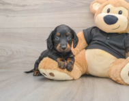 6 week old Dachshund Puppy For Sale - Premier Pups