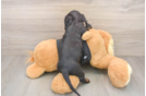Dachshund Pup Being Cute