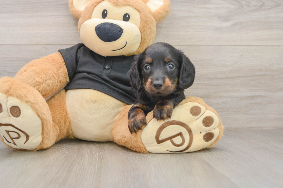 Best Dachshund Baby