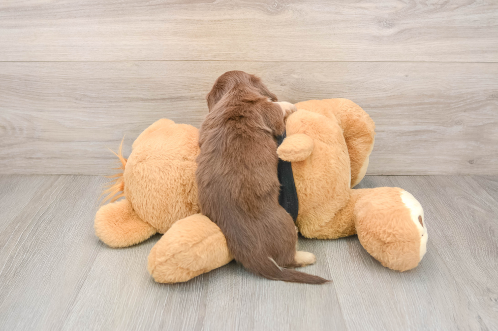 Cute Dachshund Purebred Pup