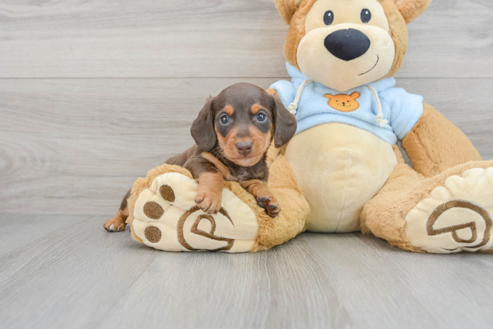 Cute Dachshund Baby