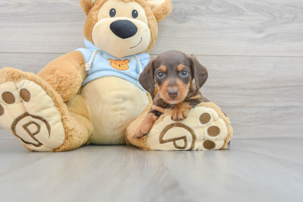 Cute Dachshund Purebred Puppy