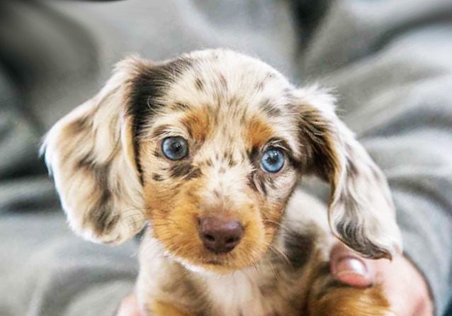 Dachshund Puppies For Sale - Premier Pups