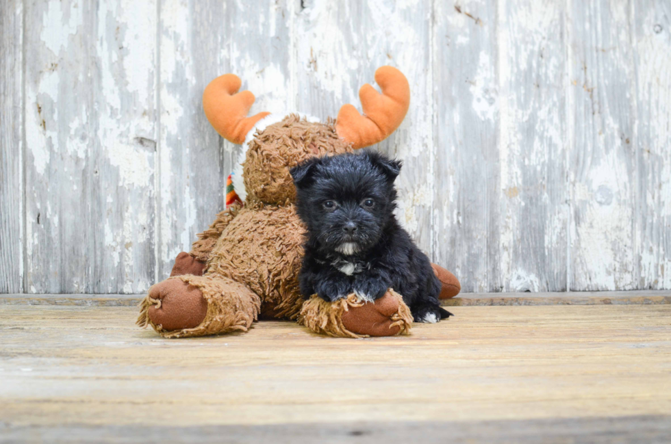 Fluffy Morkie Designer Pup