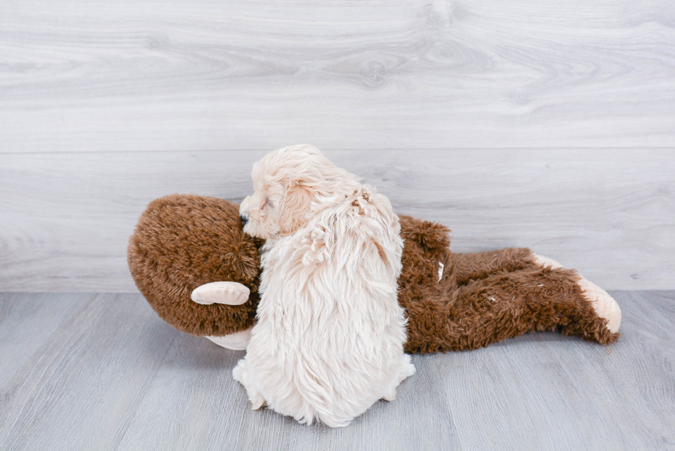 Funny Maltipoo Poodle Mix Pup