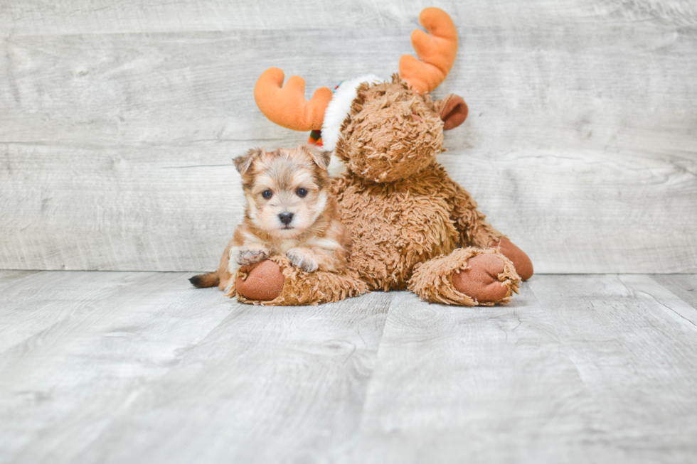 Small Morkie Baby