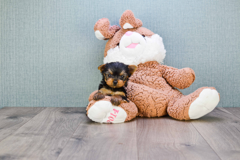 Meet Giselle - our Yorkshire Terrier Puppy Photo 