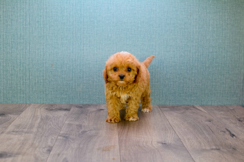 Cavapoo Pup Being Cute