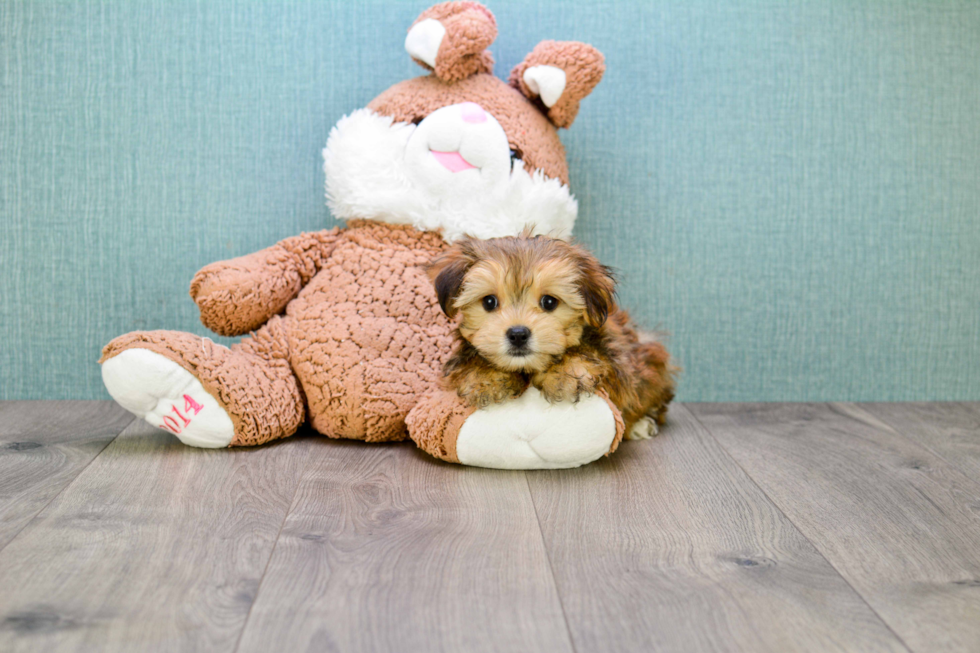 Morkie Puppy for Adoption