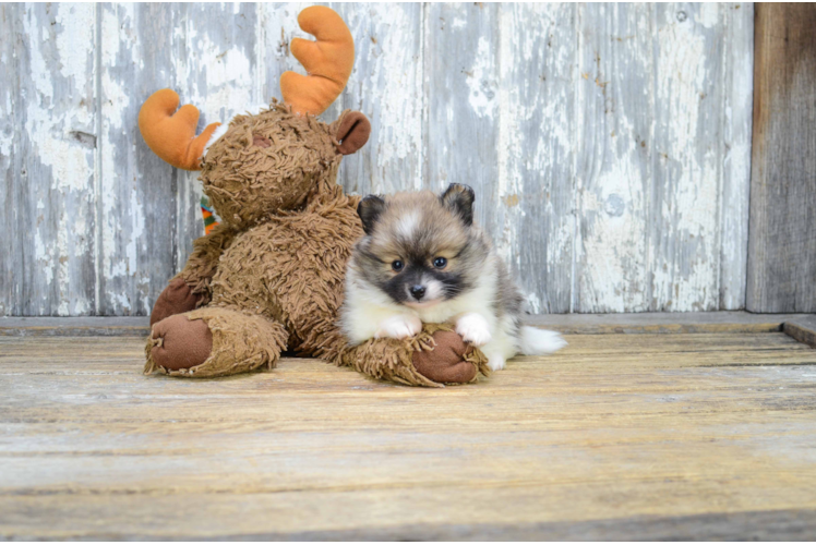 Hypoallergenic Pomeranian Baby