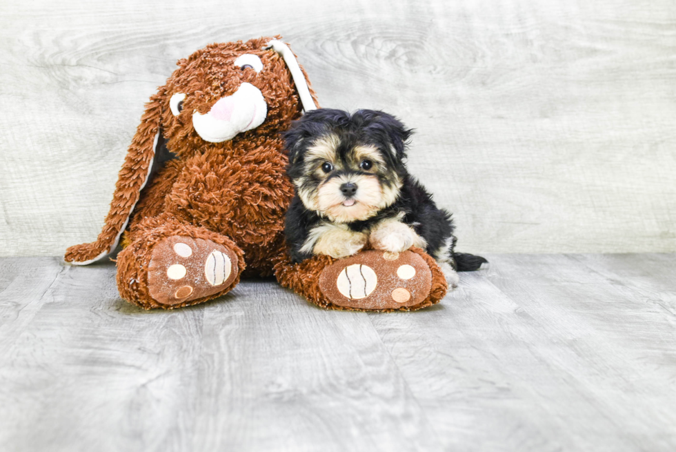 Morkie Puppy for Adoption