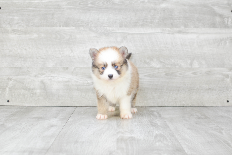 Best Pomsky Baby