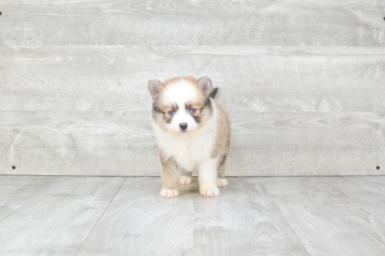 Best Pomsky Baby