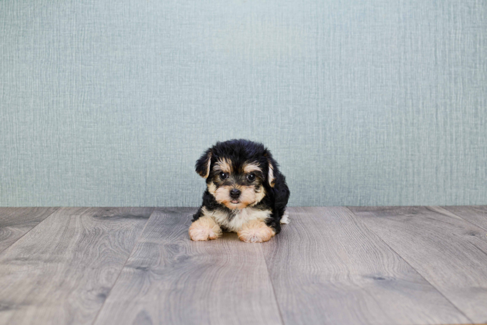 Smart Morkie Designer Pup