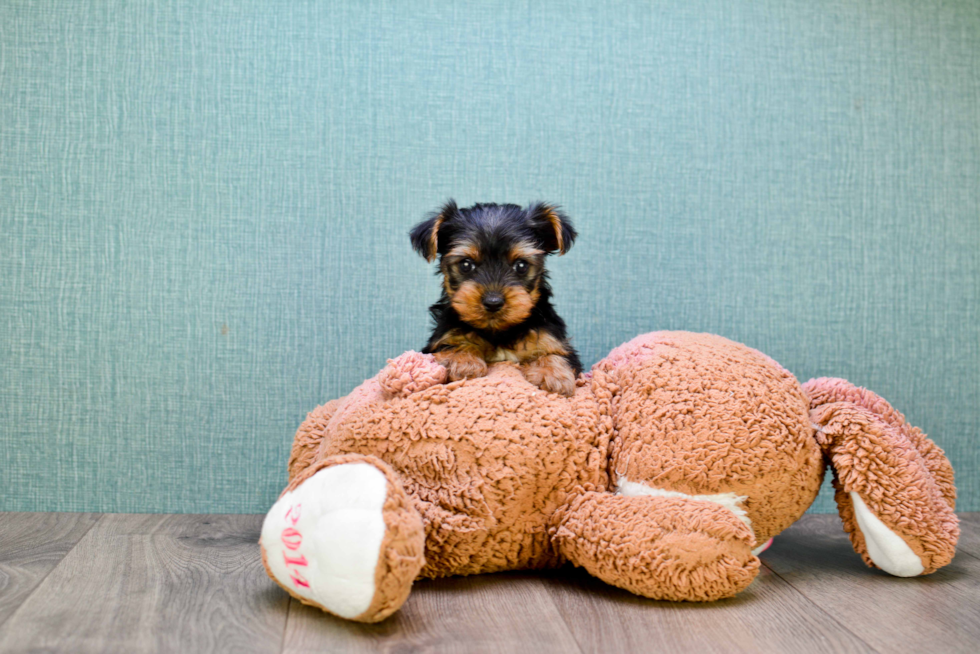 Meet  Joey - our Yorkshire Terrier Puppy Photo 