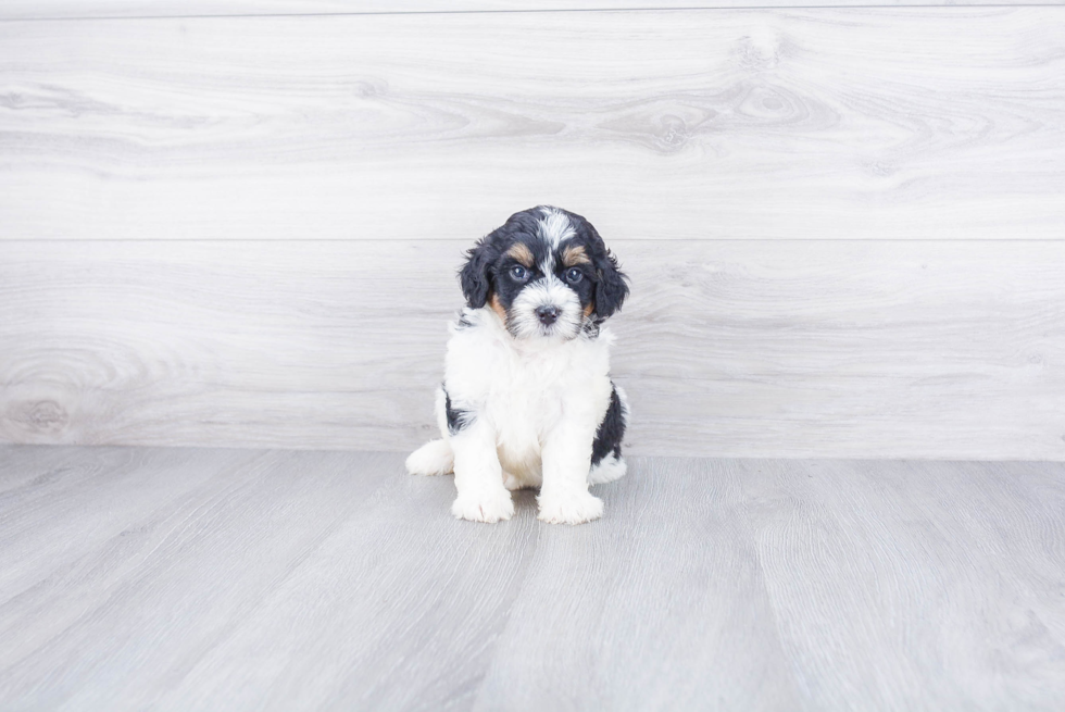 Playful Bernadoodle Poodle Mix Puppy