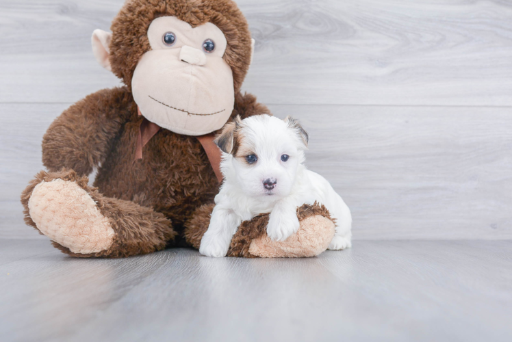 Morkie Pup Being Cute