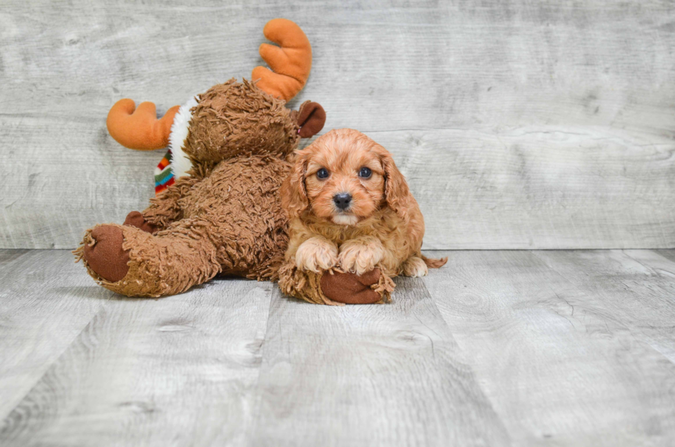 Energetic Cavoodle Poodle Mix Puppy