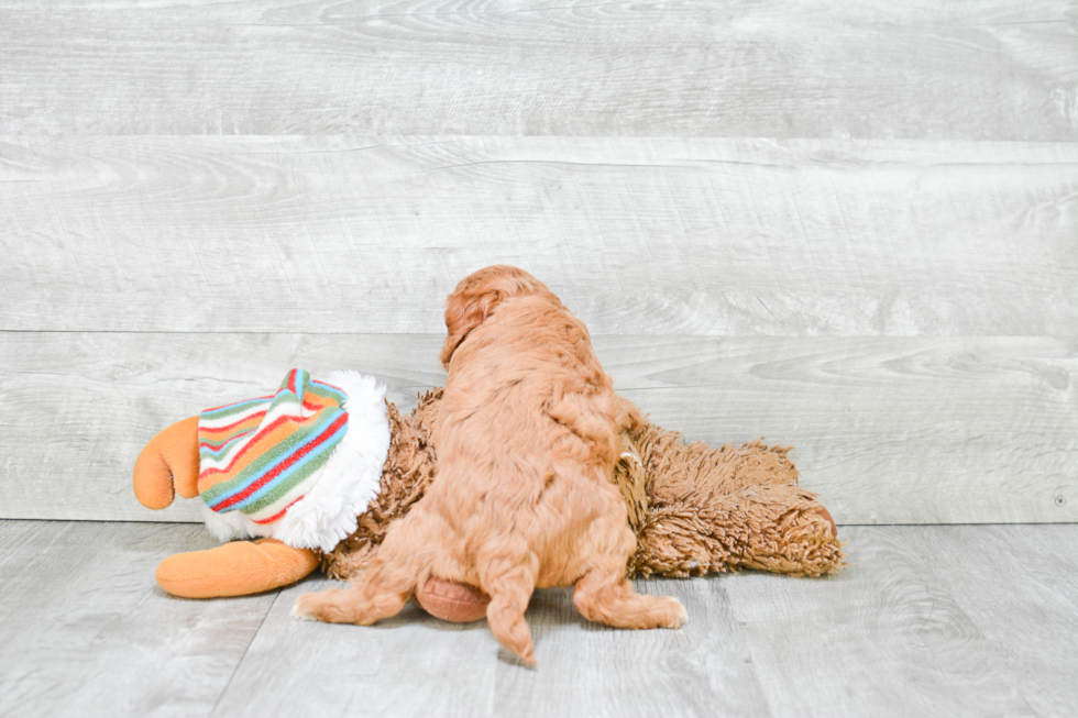 Cavapoo Pup Being Cute