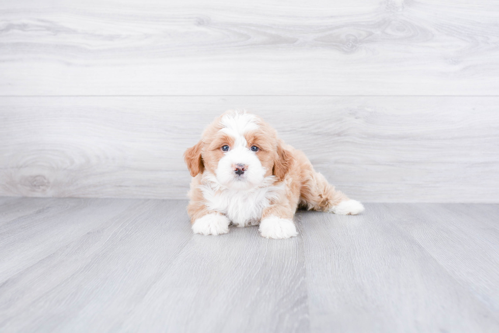 Mini Bernedoodle Puppy for Adoption