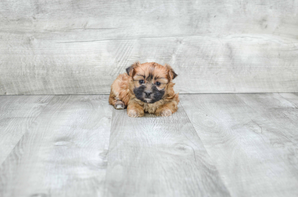 Cute Morkie Baby