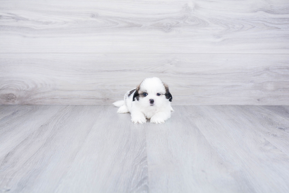 Sweet Teddy Bear Baby