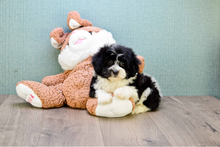 Sweet Havanese Purebred Puppy