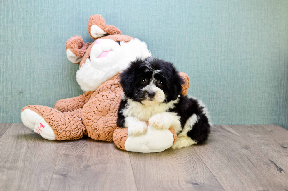 Sweet Havanese Purebred Puppy