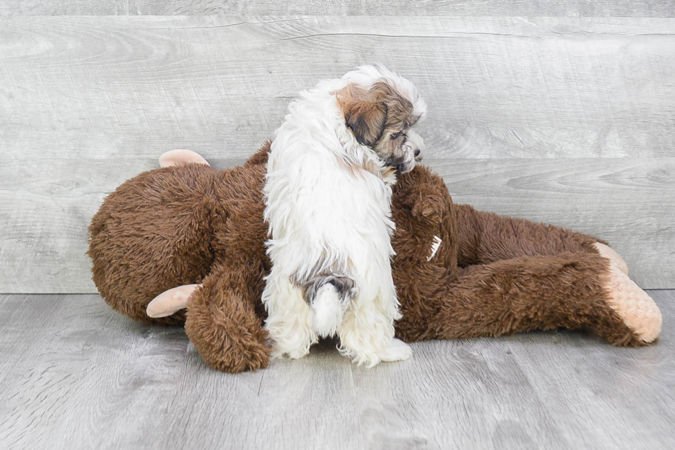 Petite Havanese Purebred Puppy