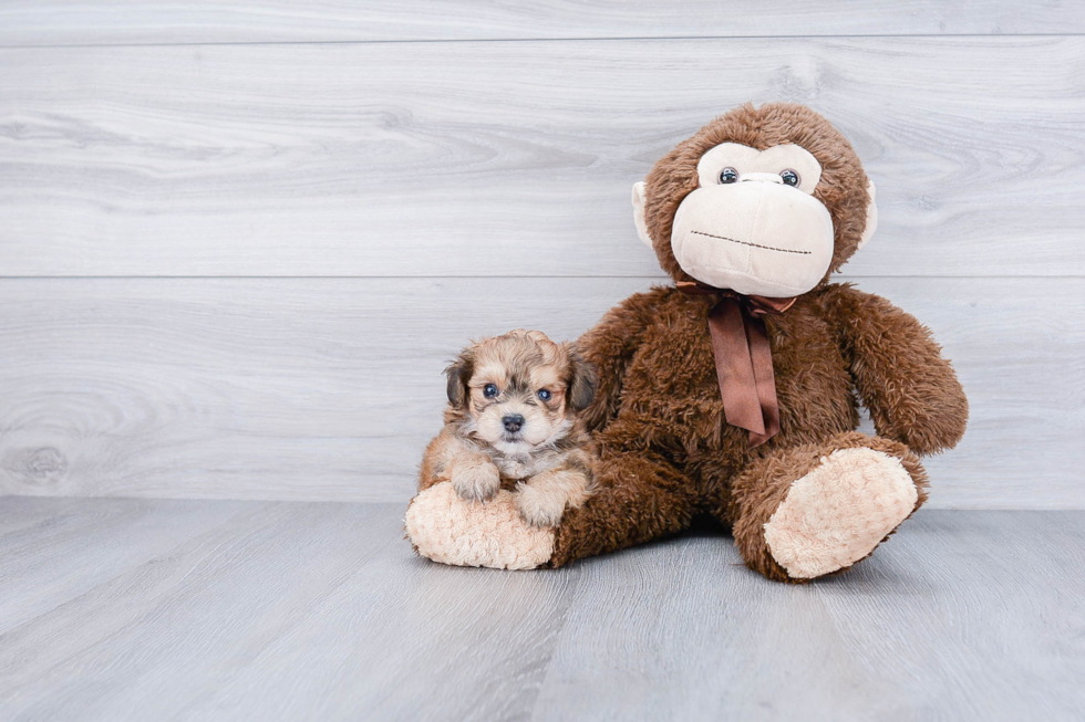 Hypoallergenic Yorkie Designer Puppy