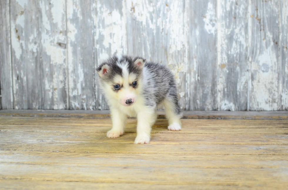 Pomsky Pup Being Cute