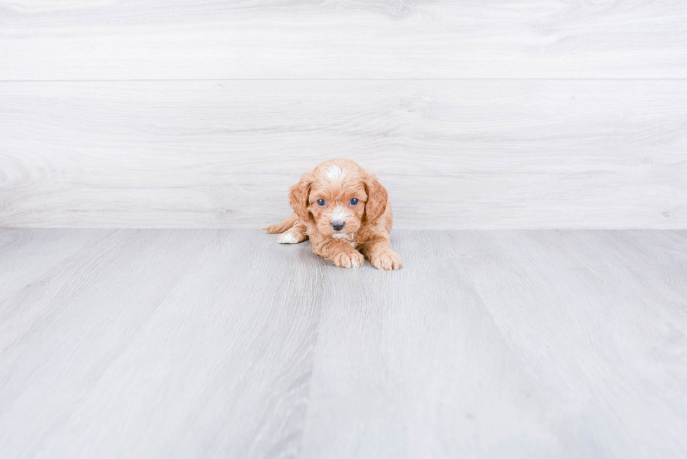 Cavapoo Pup Being Cute