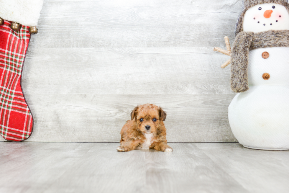 Hypoallergenic Yorkie Designer Puppy