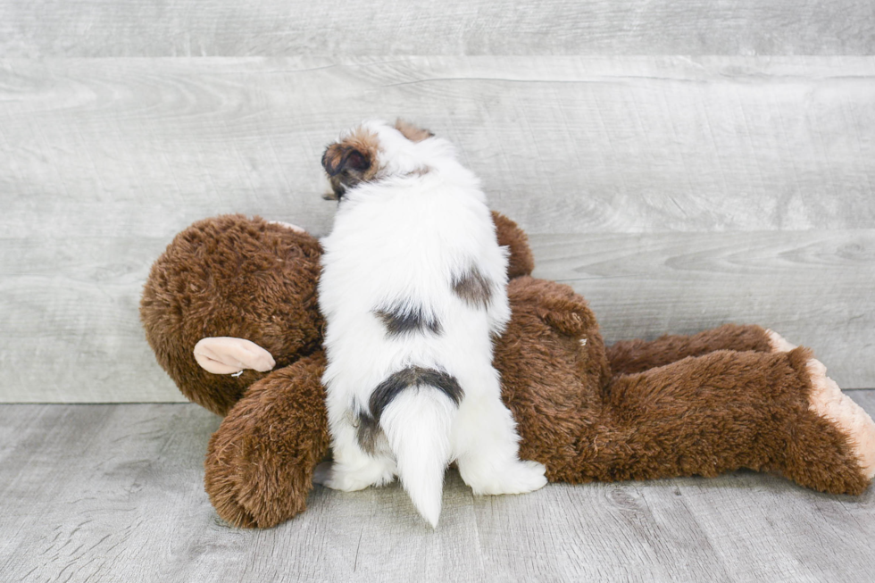 Popular Maltipom Designer Pup