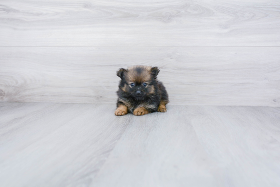 Little Pomeranian Baby