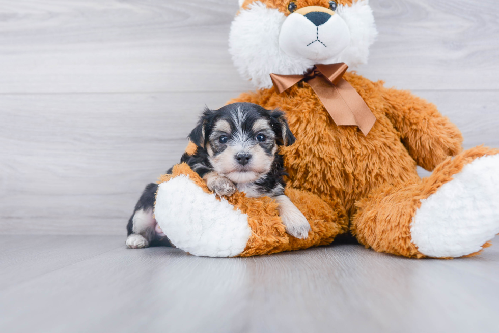 Morkie Pup Being Cute