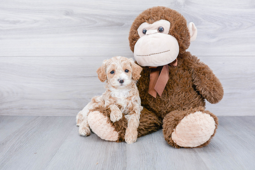 Best Cockapoo Baby
