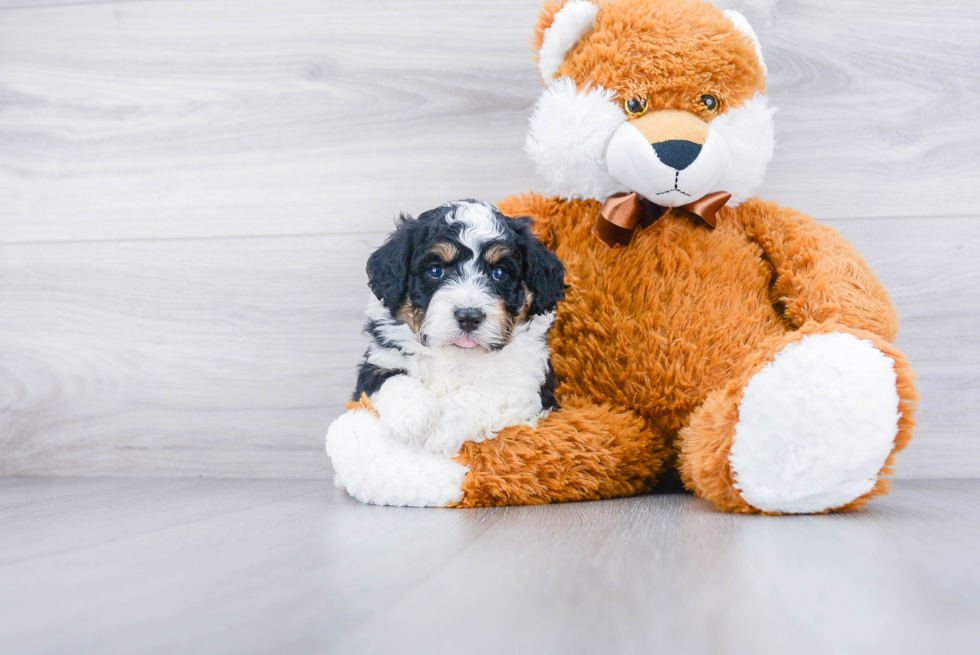 Mini Bernedoodle Pup Being Cute
