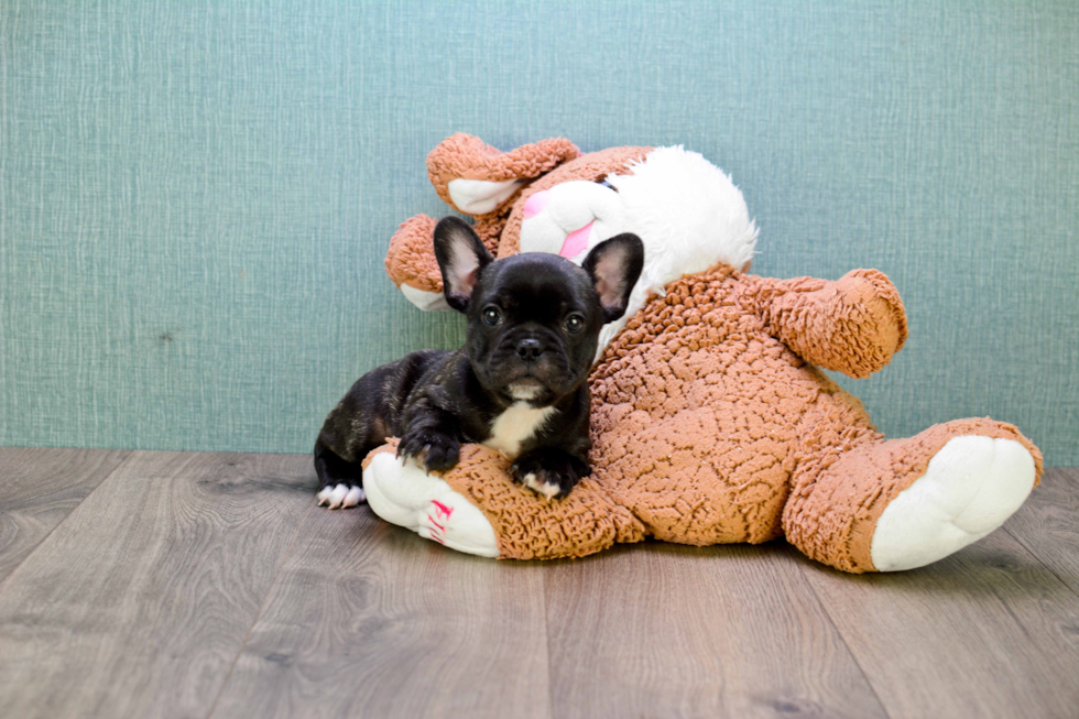 Small French Bulldog Baby