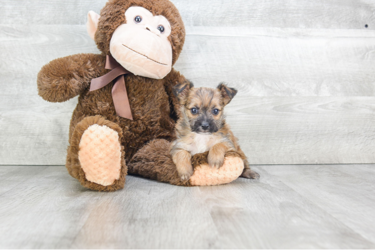 Morkie Pup Being Cute