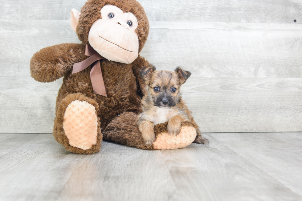 Morkie Pup Being Cute