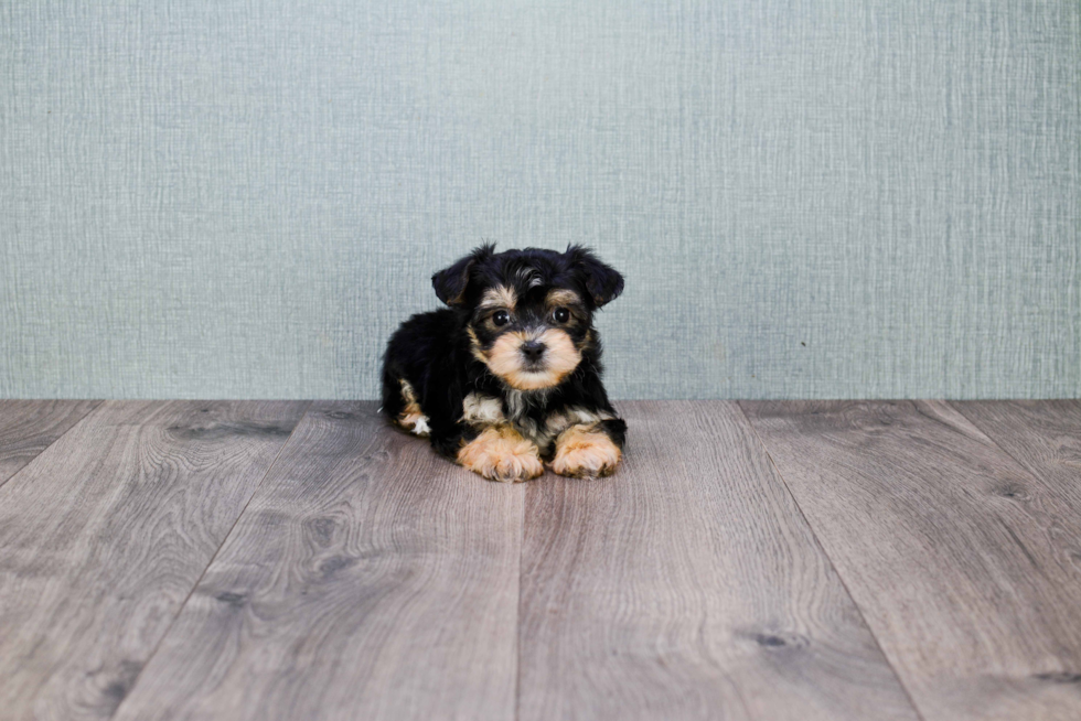 Morkie Puppy for Adoption