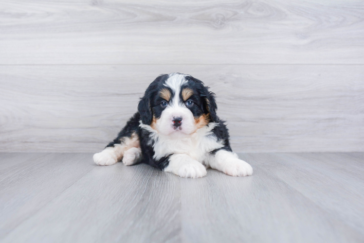 Mini Bernedoodle Pup Being Cute