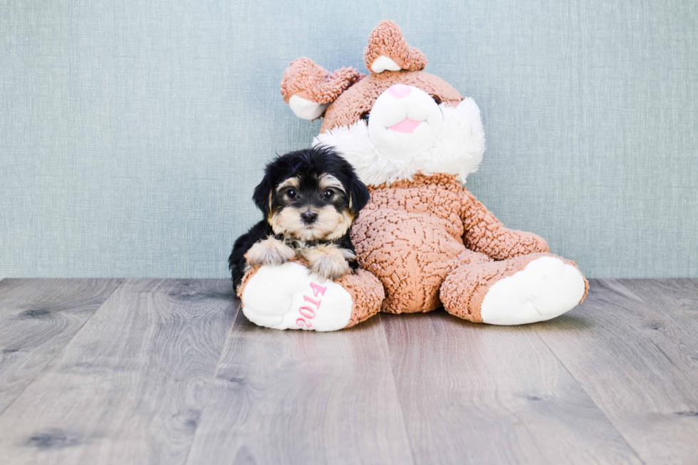 Morkie Pup Being Cute